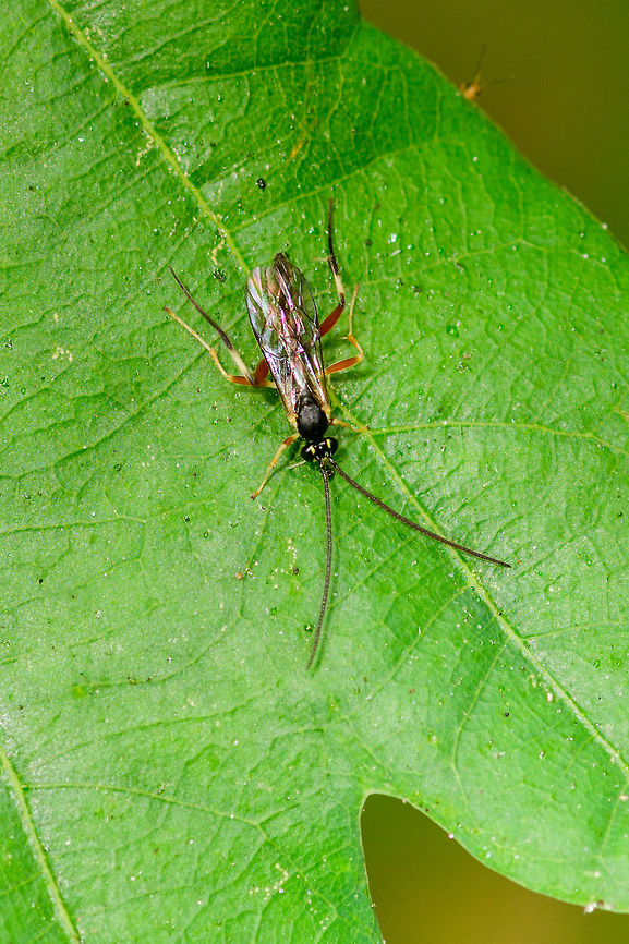 Hover Fly Parasite, Heeswijk-Dinther, Netherlands Presumed species. Found on an oak leaf in a pine forest. This female imago was rapidly traversing the leaf, completely restless. I based identification on the banded legs of yellow and red, ending in black on the hind legs. Furthermore, the yellow marks on the top of the eyes. <br />
<br />
Check the little photo bomber in the top right :)<br />
<br />
Size reference:<br />
<figure class="photo"><a href="https://www.jungledragon.com/image/64827/hover_fly_parasite_heeswijk-dinther_netherlands.html" title="Hover Fly Parasite, Heeswijk-Dinther, Netherlands"><img src="https://s3.amazonaws.com/media.jungledragon.com/images/2/64827_thumb.jpg?AWSAccessKeyId=05GMT0V3GWVNE7GGM1R2&Expires=1759968010&Signature=4vgOoECLHW3Ycmx4iU9WSh6jE58%3D" width="200" height="134" alt="Hover Fly Parasite, Heeswijk-Dinther, Netherlands Presumed species. Found on an oak leaf in a pine forest. This female imago was rapidly traversing the leaf, completely restless. I based identification on the banded legs of yellow and red, ending in black on the hind legs. Furthermore, the yellow marks on the top of the eyes. <br />
<br />
Closeup:<br />
https://www.jungledragon.com/image/64825/hover_fly_parasite_heeswijk-dinther_netherlands.html Diplazon laetatorius,Europe,Heeswijk-Dinther,Hover Fly Parasite,Netherlands,World" /></a></figure> Diplazon laetatorius,Europe,Heeswijk-Dinther,Hover Fly Parasite,Netherlands,World
