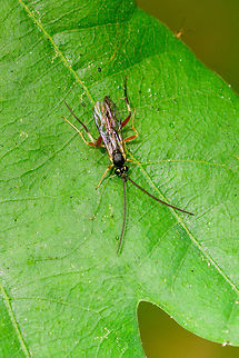 Hover Fly Parasite, Heeswijk-Dinther, Netherlands Presumed species. Found on an oak leaf in a pine forest. This female imago was rapidly traversing the leaf, completely restless. I based identification on the banded legs of yellow and red, ending in black on the hind legs. Furthermore, the yellow marks on the top of the eyes. 

Check the little photo bomber in the top right :)

Size reference:
https://www.jungledragon.com/image/64827/hover_fly_parasite_heeswijk-dinther_netherlands.html Diplazon laetatorius,Europe,Heeswijk-Dinther,Hover Fly Parasite,Netherlands,World