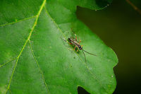 Hover Fly Parasite, Heeswijk-Dinther, Netherlands Presumed species. Found on an oak leaf in a pine forest. This female imago was rapidly traversing the leaf, completely restless. I based identification on the banded legs of yellow and red, ending in black on the hind legs. Furthermore, the yellow marks on the top of the eyes. <br />
<br />
Closeup:<br />
https://www.jungledragon.com/image/64825/hover_fly_parasite_heeswijk-dinther_netherlands.html Diplazon laetatorius,Europe,Heeswijk-Dinther,Hover Fly Parasite,Netherlands,World
