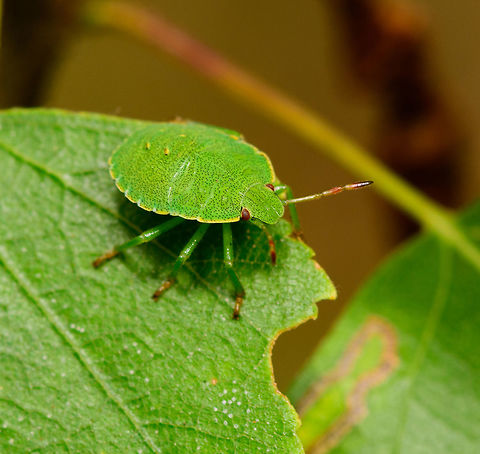 Green shield bug nymph, Heeswijk-Dinther, Netherlands  Europe,Green shield bug,Heeswijk-Dinther,Netherlands,Palomena prasina,World