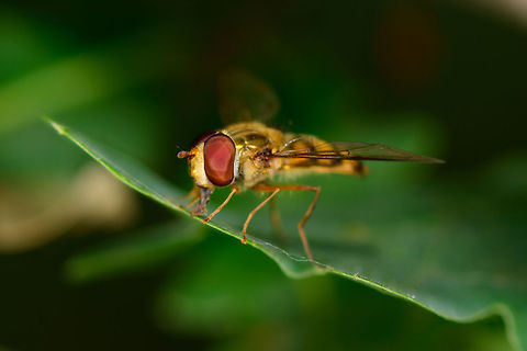 Marmalade hoverfly, Heeswijk-Dinther, Netherlands Found on oak leaf in a mixed forest. Called "Pyama fly" in dutch. Episyrphus balteatus,Europe,Heeswijk-Dinther,Netherlands,World