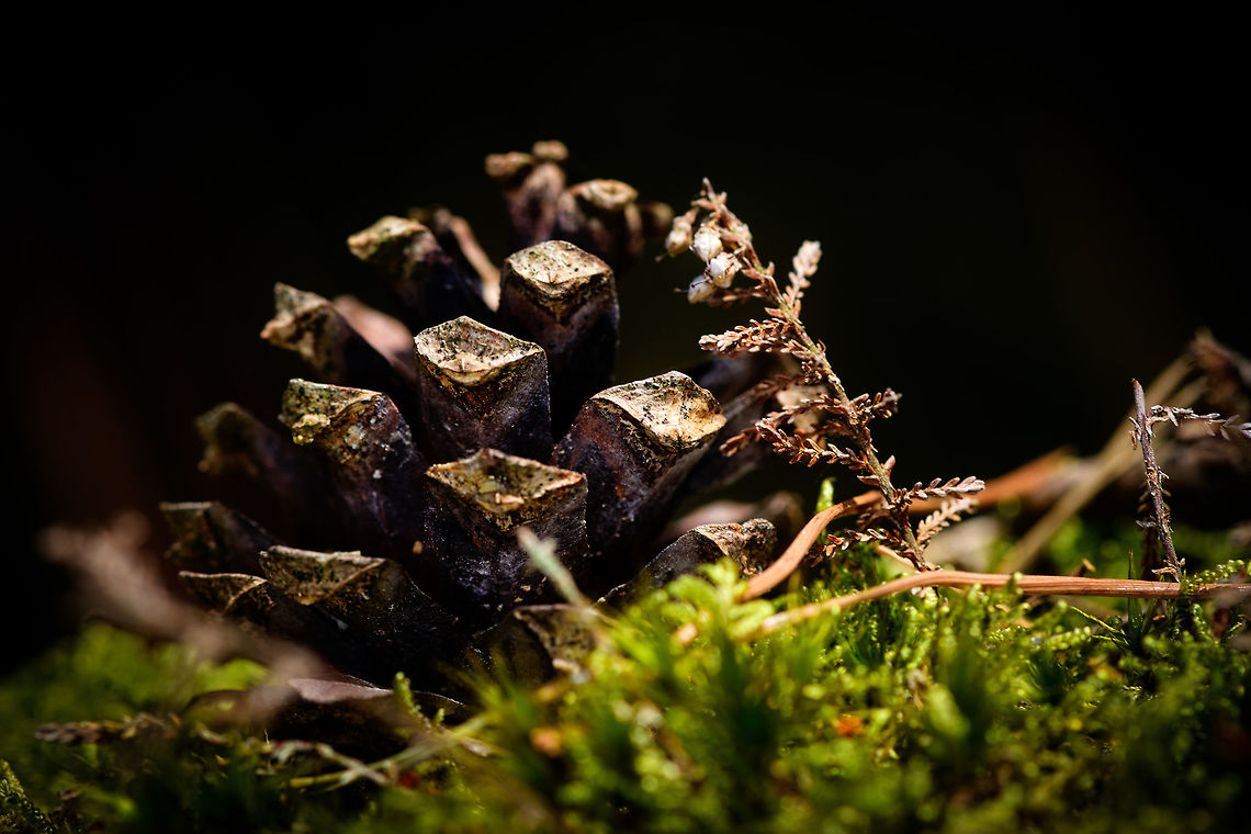 Pine cone on moss, Heeswijk-Dinther, Netherlands  Europe,Heeswijk-Dinther,Netherlands,World