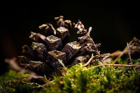 Pine cone on moss, Heeswijk-Dinther, Netherlands  Europe,Heeswijk-Dinther,Netherlands,World
