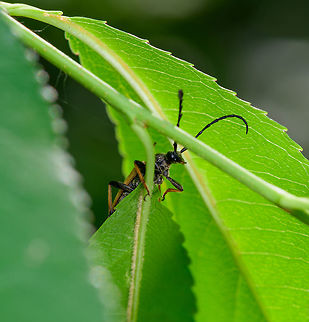 Red-brown Longhorn Beetle, Heeswijk-Dinther, Netherlands Presumed species, I can't be entirely certain as I have only limited angles on this one because it was high up. Based on the color of the legs, wings and antennae, I think it's a likely match though. Also statistically, as this is one of the most common Longhorn beetles in the Netherlands.

Head:
https://www.jungledragon.com/image/64955/red-brown_longhorn_beetle_-_face_heeswijk-dinther_netherlands.html Europe,Heeswijk-Dinther,Netherlands,Stictoleptura rubra,World