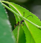 Red-brown Longhorn Beetle, Heeswijk-Dinther, Netherlands Presumed species, I can't be entirely certain as I have only limited angles on this one because it was high up. Based on the color of the legs, wings and antennae, I think it's a likely match though. Also statistically, as this is one of the most common Longhorn beetles in the Netherlands.<br />
<br />
Head:<br />
https://www.jungledragon.com/image/64955/red-brown_longhorn_beetle_-_face_heeswijk-dinther_netherlands.html Europe,Heeswijk-Dinther,Netherlands,Stictoleptura rubra,World