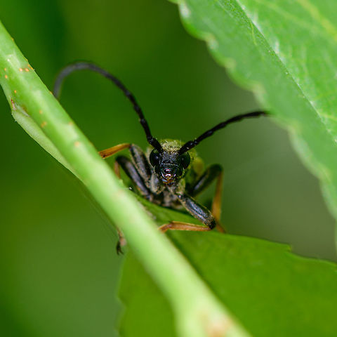 Red-brown Longhorn Beetle - face, Heeswijk-Dinther, Netherlands Presumed species, I can't be entirely certain as I have only limited angles on this one because it was high up. Based on the color of the legs, wings and antennae, I think it's a likely match though. Also statistically, as this is one of the most common Longhorn beetles in the Netherlands.

Overview:
https://www.jungledragon.com/image/64954/red-brown_longhorn_beetle_heeswijk-dinther_netherlands.html Europe,Heeswijk-Dinther,Netherlands,Red-brown Longhorn Beetle,Stictoleptura rubra,World
