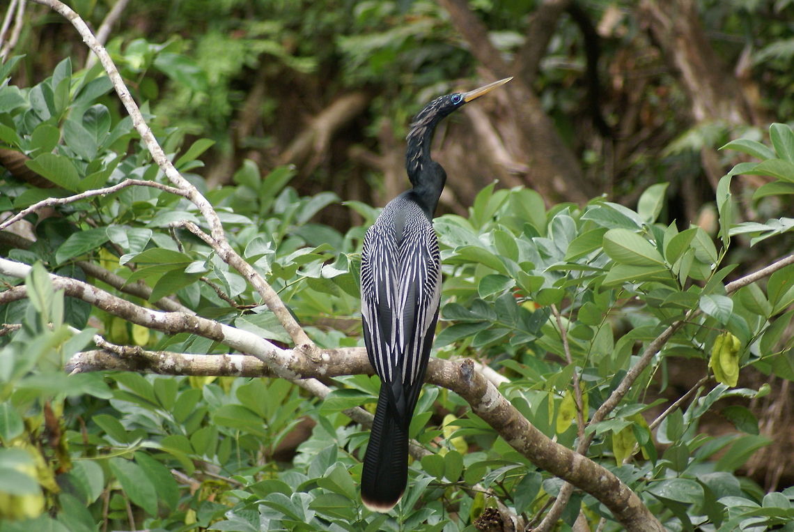 Anhinga Also called "Darter", "Snakebird" or "Water turkey" Anhinga,Anhinga anhinga,Birds,Costa Rica,Darter,Snakebird,Water Turkey