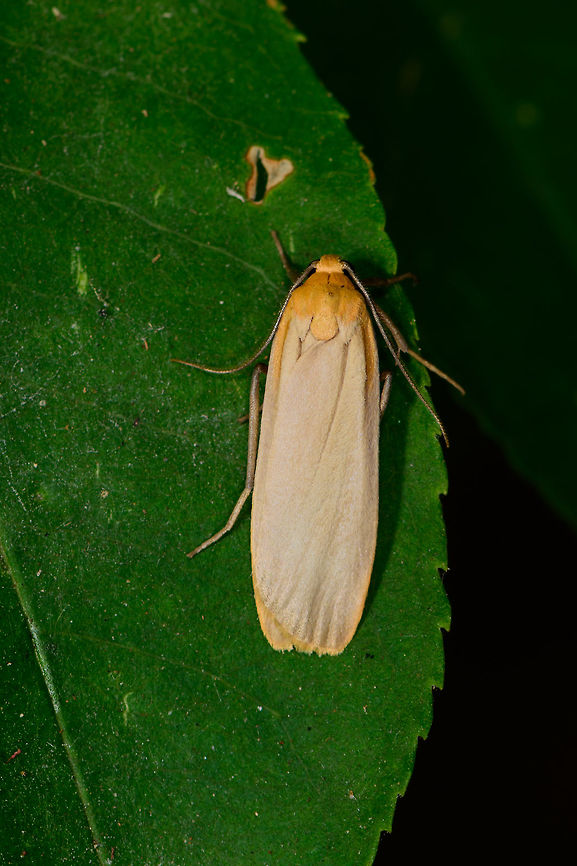 Buff Footman, Heeswijk-Dinther, Netherlands Found on oak leaf near the ground in a mixed forest. Named &quot;Little pine bear&quot; in dutch. The larvae feed on lichen and algae, usually on pine trees, but also on oak trees. Europe,Heeswijk-Dinther,Katha depressa,Netherlands,World