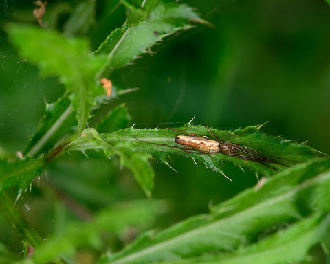 Tetragnatha extensa stretching, Heeswijk-Dinther, Netherlands Named "Common Stretch Spider" in dutch. Check out this similar observation from a few weeks earlier to see their body-to-leg ratio:
https://www.jungledragon.com/image/62456/tetragnatha_extensa_stretching_heeswijk_netherlands.html Europe,Heeswijk-Dinther,Netherlands,Tetragnatha extensa,World