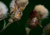 Sloe Bug - Adult, Heeswijk-Dinther, Netherlands Adult found on an old thistle, note a second one in the back. Named the "Berry stink bug" in dutch. Dramatized closeup:<br />
https://www.jungledragon.com/image/65152/sloe_bug_-_adult_-_closeup_heeswijk-dinther_netherlands.html Dolycoris baccarum,Europe,Heeswijk-Dinther,Netherlands,Sloe bug,World