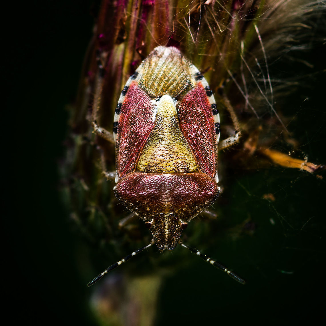 Sloe Bug - Adult - closeup, Heeswijk-Dinther, Netherlands Adult found on thistle. Named the &quot;Berry stink bug&quot; in dutch. Overview:<br />
<figure class="photo"><a href="https://www.jungledragon.com/image/65150/sloe_bug_-_adult_heeswijk-dinther_netherlands.html" title="Sloe Bug - Adult, Heeswijk-Dinther, Netherlands"><img src="https://s3.amazonaws.com/media.jungledragon.com/images/2/65150_thumb.jpg?AWSAccessKeyId=05GMT0V3GWVNE7GGM1R2&Expires=1767225610&Signature=tL8OAFU387tHZ7fCiIKLMqUcG90%3D" width="200" height="142" alt="Sloe Bug - Adult, Heeswijk-Dinther, Netherlands Adult found on an old thistle, note a second one in the back. Named the &quot;Berry stink bug&quot; in dutch. Dramatized closeup:<br />
https://www.jungledragon.com/image/65152/sloe_bug_-_adult_-_closeup_heeswijk-dinther_netherlands.html Dolycoris baccarum,Europe,Heeswijk-Dinther,Netherlands,Sloe bug,World" /></a></figure> Dolycoris baccarum,Europe,Heeswijk-Dinther,Netherlands,Sloe bug,World