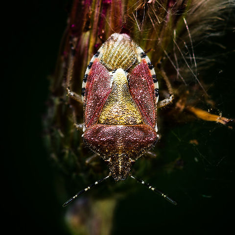 Sloe Bug - Adult - closeup, Heeswijk-Dinther, Netherlands Adult found on thistle. Named the "Berry stink bug" in dutch. Overview:
https://www.jungledragon.com/image/65150/sloe_bug_-_adult_heeswijk-dinther_netherlands.html Dolycoris baccarum,Europe,Heeswijk-Dinther,Netherlands,Sloe bug,World