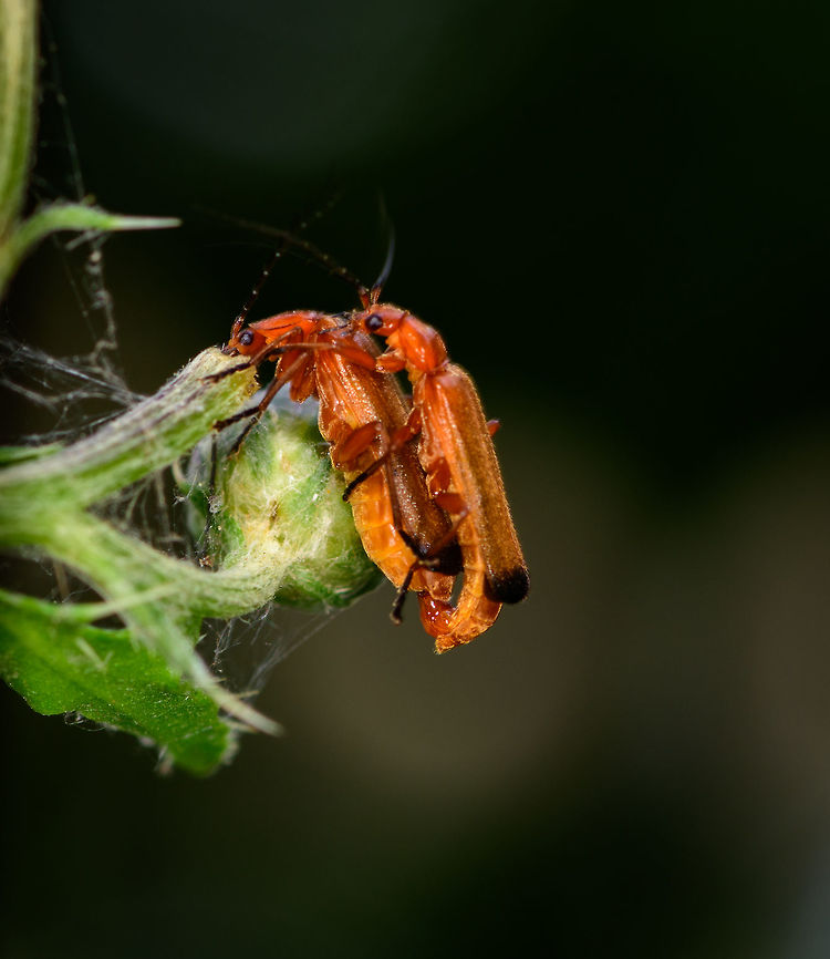 Common red soldier beetle mating, Heeswijk-Dinther, Netherlands A highly productive day for this species. This field had a few dozen large thistle plants and I found soldier beetles mating on 90% of them. In this scene, you can even see the actual penetration, if you&#039;re into that kind of thing. Common red soldier beetle,Europe,Heeswijk-Dinther,Netherlands,Rhagonycha fulva,World