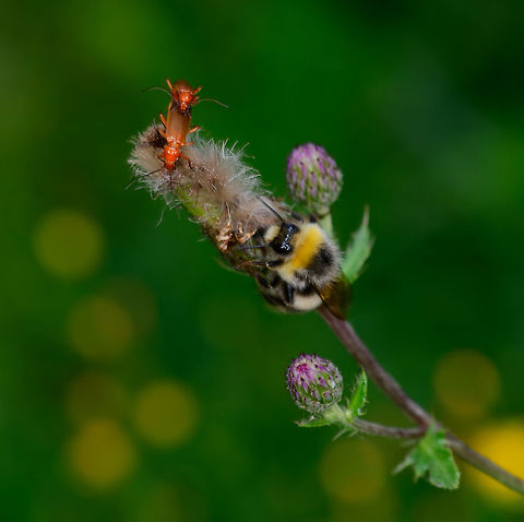 Common red soldier beetles, Heeswijk-Dinther, Netherlands When your main daily activity is to hump, shame is not to be had. Boris the Bumblebee's patience wasn't rewarded, quite the contrary:
https://www.jungledragon.com/image/65161/common_red_soldier_beetles-_ii_heeswijk-dinther_netherlands.html Common red soldier beetle,Europe,Heeswijk-Dinther,Netherlands,Rhagonycha fulva,World