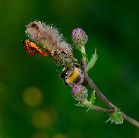 Common red soldier beetles- II, Heeswijk-Dinther, Netherlands When your main daily activity is to hump, shame is not to be had. Boris the Bumblebee's patience wasn't rewarded, quite the contrary:
https://www.jungledragon.com/image/65160/common_red_soldier_beetles_heeswijk-dinther_netherlands.html Common red soldier beetle,Europe,Heeswijk-Dinther,Netherlands,Rhagonycha fulva,World
