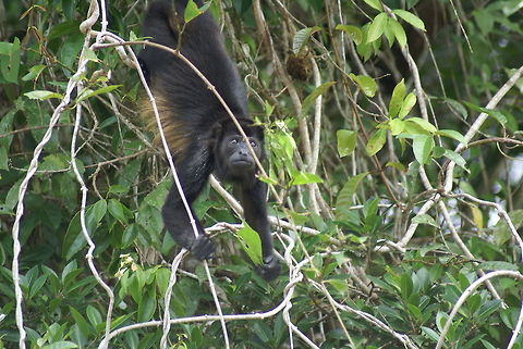 Howler monkey staring game The king of the trees. Loud, fast and aggresive. Alouatta caraya,Black howler,Costa Rica,Howler Monkey,Mammalia,Monkeys