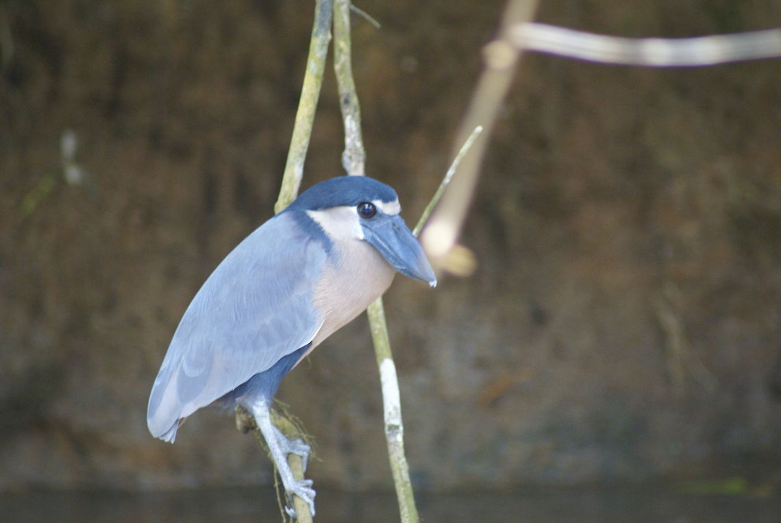 Boat-billed Heron I know, the picture is a bit poor, but I really like the unique look of this beard. Birds,Boat-billed Heron,Costa Rica,Heron