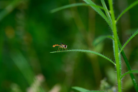 Long Hoverfly - size reference, Heeswijk-Dinther, Netherlands Male of this species, which is named "big long body" in dutch, since there's also a "small long body". Species in this genus are typically small, lengthy and slender, in particular the males. Another trade mark of some of the males of this species is that the patterns on their abdomen seem faint or unfinished.
https://www.jungledragon.com/image/65382/long_hoverfly_heeswijk-dinther_netherlands.html
https://www.jungledragon.com/image/65383/long_hoverfly_-_closeup_heeswijk-dinther_netherlands.html
https://www.jungledragon.com/image/65384/long_hoverfly_-_back_heeswijk-dinther_netherlands.html Europe,Heeswijk-Dinther,Netherlands,Sphaerophoria scripta,World
