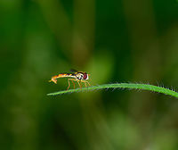 Long Hoverfly, Heeswijk-Dinther, Netherlands Male of this species, which is named "big long body" in dutch, since there's also a "small long body". Species in this genus are typically small, lengthy and slender, in particular the males. Another trade mark of some of the males of this species is that the patterns on their abdomen seem faint or unfinished.<br />
https://www.jungledragon.com/image/65381/long_hoverfly_-_size_reference_heeswijk-dinther_netherlands.html<br />
https://www.jungledragon.com/image/65383/long_hoverfly_-_closeup_heeswijk-dinther_netherlands.html<br />
https://www.jungledragon.com/image/65384/long_hoverfly_-_back_heeswijk-dinther_netherlands.html Europe,Heeswijk-Dinther,Long hoverfly,Netherlands,Sphaerophoria scripta,World