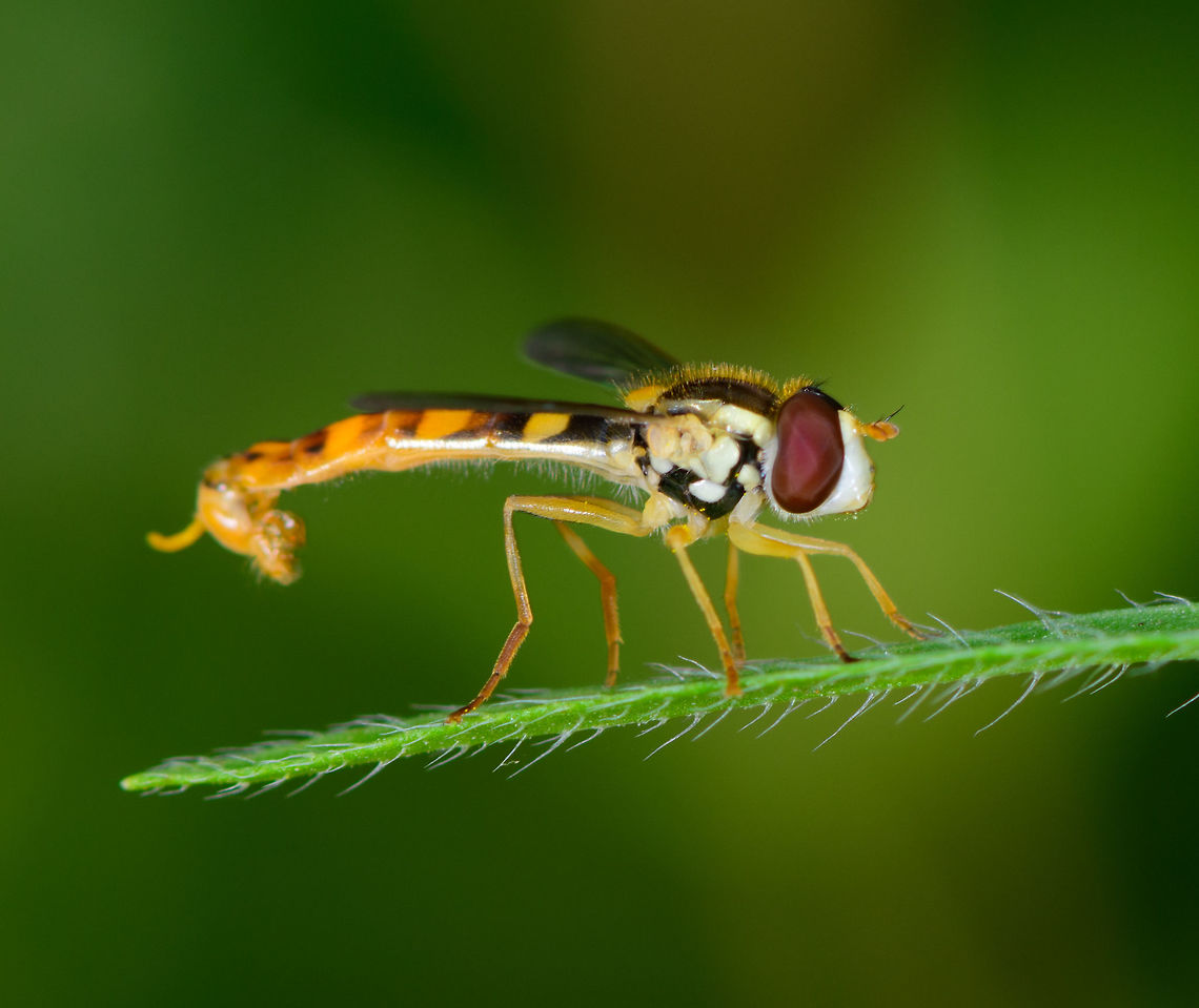 Long Hoverfly - closeup, Heeswijk-Dinther, Netherlands Male of this species, which is named &quot;big long body&quot; in dutch, since there&#039;s also a &quot;small long body&quot;. Species in this genus are typically small, lengthy and slender, in particular the males. Another trade mark of some of the males of this species is that the patterns on their abdomen seem faint or unfinished.<br />
<figure class="photo"><a href="https://www.jungledragon.com/image/65381/long_hoverfly_-_size_reference_heeswijk-dinther_netherlands.html" title="Long Hoverfly - size reference, Heeswijk-Dinther, Netherlands"><img src="https://s3.amazonaws.com/media.jungledragon.com/images/2/65381_thumb.jpg?AWSAccessKeyId=05GMT0V3GWVNE7GGM1R2&Expires=1767225610&Signature=9iCLhWzMfndljTm9czbnqzxXwPA%3D" width="200" height="134" alt="Long Hoverfly - size reference, Heeswijk-Dinther, Netherlands Male of this species, which is named &quot;big long body&quot; in dutch, since there&#039;s also a &quot;small long body&quot;. Species in this genus are typically small, lengthy and slender, in particular the males. Another trade mark of some of the males of this species is that the patterns on their abdomen seem faint or unfinished.<br />
https://www.jungledragon.com/image/65382/long_hoverfly_heeswijk-dinther_netherlands.html<br />
https://www.jungledragon.com/image/65383/long_hoverfly_-_closeup_heeswijk-dinther_netherlands.html<br />
https://www.jungledragon.com/image/65384/long_hoverfly_-_back_heeswijk-dinther_netherlands.html Europe,Heeswijk-Dinther,Netherlands,Sphaerophoria scripta,World" /></a></figure><br />
<figure class="photo"><a href="https://www.jungledragon.com/image/65382/long_hoverfly_heeswijk-dinther_netherlands.html" title="Long Hoverfly, Heeswijk-Dinther, Netherlands"><img src="https://s3.amazonaws.com/media.jungledragon.com/images/2/65382_thumb.jpg?AWSAccessKeyId=05GMT0V3GWVNE7GGM1R2&Expires=1767225610&Signature=qiwXlyfSU%2BURPSIaFxE2xaEbfGA%3D" width="200" height="170" alt="Long Hoverfly, Heeswijk-Dinther, Netherlands Male of this species, which is named &quot;big long body&quot; in dutch, since there&#039;s also a &quot;small long body&quot;. Species in this genus are typically small, lengthy and slender, in particular the males. Another trade mark of some of the males of this species is that the patterns on their abdomen seem faint or unfinished.<br />
https://www.jungledragon.com/image/65381/long_hoverfly_-_size_reference_heeswijk-dinther_netherlands.html<br />
https://www.jungledragon.com/image/65383/long_hoverfly_-_closeup_heeswijk-dinther_netherlands.html<br />
https://www.jungledragon.com/image/65384/long_hoverfly_-_back_heeswijk-dinther_netherlands.html Europe,Heeswijk-Dinther,Long hoverfly,Netherlands,Sphaerophoria scripta,World" /></a></figure><br />
<figure class="photo"><a href="https://www.jungledragon.com/image/65384/long_hoverfly_-_back_heeswijk-dinther_netherlands.html" title="Long Hoverfly - back, Heeswijk-Dinther, Netherlands"><img src="https://s3.amazonaws.com/media.jungledragon.com/images/2/65384_thumb.jpg?AWSAccessKeyId=05GMT0V3GWVNE7GGM1R2&Expires=1767225610&Signature=MqRlDUvdaCpqGRWbWUyxA040ayY%3D" width="200" height="200" alt="Long Hoverfly - back, Heeswijk-Dinther, Netherlands Male of this species, which is named &quot;big long body&quot; in dutch, since there&#039;s also a &quot;small long body&quot;. Species in this genus are typically small, lengthy and slender, in particular the males. Another trade mark of some of the males of this species is that the patterns on their abdomen seem faint or unfinished.<br />
https://www.jungledragon.com/image/65381/long_hoverfly_-_size_reference_heeswijk-dinther_netherlands.html<br />
https://www.jungledragon.com/image/65382/long_hoverfly_heeswijk-dinther_netherlands.html<br />
https://www.jungledragon.com/image/65383/long_hoverfly_-_closeup_heeswijk-dinther_netherlands.html Europe,Heeswijk-Dinther,Long hoverfly,Netherlands,Sphaerophoria scripta,World" /></a></figure> Europe,Heeswijk-Dinther,Long hoverfly,Netherlands,Sphaerophoria scripta,World