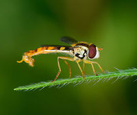 Long Hoverfly - closeup, Heeswijk-Dinther, Netherlands Male of this species, which is named "big long body" in dutch, since there's also a "small long body". Species in this genus are typically small, lengthy and slender, in particular the males. Another trade mark of some of the males of this species is that the patterns on their abdomen seem faint or unfinished.<br />
https://www.jungledragon.com/image/65381/long_hoverfly_-_size_reference_heeswijk-dinther_netherlands.html<br />
https://www.jungledragon.com/image/65382/long_hoverfly_heeswijk-dinther_netherlands.html<br />
https://www.jungledragon.com/image/65384/long_hoverfly_-_back_heeswijk-dinther_netherlands.html Europe,Heeswijk-Dinther,Long hoverfly,Netherlands,Sphaerophoria scripta,World