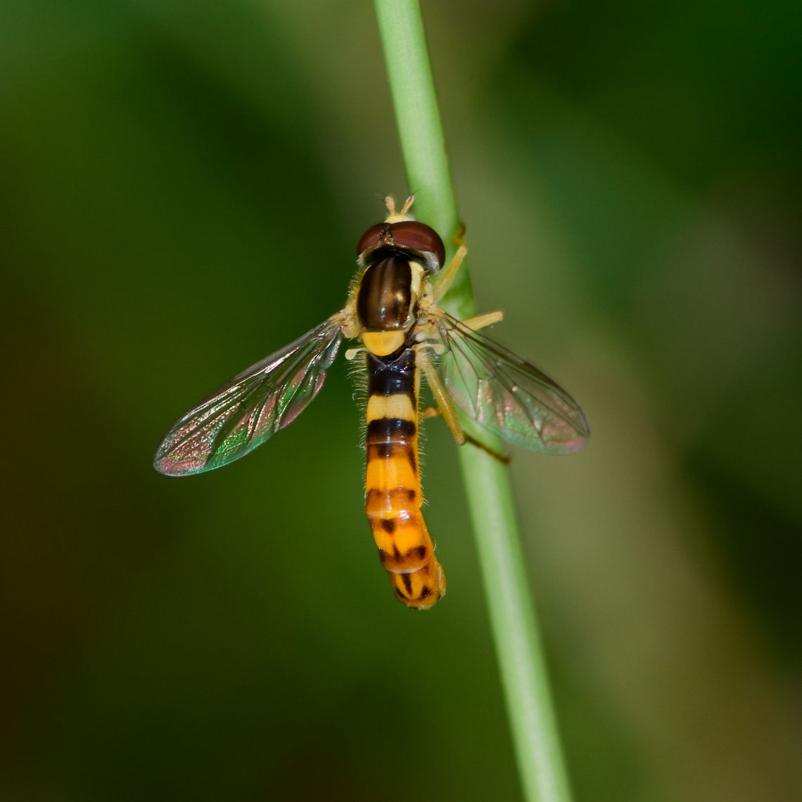 Long Hoverfly - back, Heeswijk-Dinther, Netherlands Male of this species, which is named "big long body" in dutch, since there's also a "small long body". Species in this genus are typically small, lengthy and slender, in particular the males. Another trade mark of some of the males of this species is that the patterns on their abdomen seem faint or unfinished.<br />
<figure class="photo"><a href="https://www.jungledragon.com/image/65381/long_hoverfly_-_size_reference_heeswijk-dinther_netherlands.html" title="Long Hoverfly - size reference, Heeswijk-Dinther, Netherlands"><img src="https://s3.amazonaws.com/media.jungledragon.com/images/2/65381_thumb.jpg?AWSAccessKeyId=05GMT0V3GWVNE7GGM1R2&Expires=1759968010&Signature=bzYkN7kYtReO4Qey2rt7f7ybksQ%3D" width="200" height="134" alt="Long Hoverfly - size reference, Heeswijk-Dinther, Netherlands Male of this species, which is named "big long body" in dutch, since there's also a "small long body". Species in this genus are typically small, lengthy and slender, in particular the males. Another trade mark of some of the males of this species is that the patterns on their abdomen seem faint or unfinished.<br />
https://www.jungledragon.com/image/65382/long_hoverfly_heeswijk-dinther_netherlands.html<br />
https://www.jungledragon.com/image/65383/long_hoverfly_-_closeup_heeswijk-dinther_netherlands.html<br />
https://www.jungledragon.com/image/65384/long_hoverfly_-_back_heeswijk-dinther_netherlands.html Europe,Heeswijk-Dinther,Netherlands,Sphaerophoria scripta,World" /></a></figure><br />
<figure class="photo"><a href="https://www.jungledragon.com/image/65382/long_hoverfly_heeswijk-dinther_netherlands.html" title="Long Hoverfly, Heeswijk-Dinther, Netherlands"><img src="https://s3.amazonaws.com/media.jungledragon.com/images/2/65382_thumb.jpg?AWSAccessKeyId=05GMT0V3GWVNE7GGM1R2&Expires=1759968010&Signature=j5%2FjSIjtLtGg%2FrzHTs88ThFEz%2B4%3D" width="200" height="170" alt="Long Hoverfly, Heeswijk-Dinther, Netherlands Male of this species, which is named "big long body" in dutch, since there's also a "small long body". Species in this genus are typically small, lengthy and slender, in particular the males. Another trade mark of some of the males of this species is that the patterns on their abdomen seem faint or unfinished.<br />
https://www.jungledragon.com/image/65381/long_hoverfly_-_size_reference_heeswijk-dinther_netherlands.html<br />
https://www.jungledragon.com/image/65383/long_hoverfly_-_closeup_heeswijk-dinther_netherlands.html<br />
https://www.jungledragon.com/image/65384/long_hoverfly_-_back_heeswijk-dinther_netherlands.html Europe,Heeswijk-Dinther,Long hoverfly,Netherlands,Sphaerophoria scripta,World" /></a></figure><br />
<figure class="photo"><a href="https://www.jungledragon.com/image/65383/long_hoverfly_-_closeup_heeswijk-dinther_netherlands.html" title="Long Hoverfly - closeup, Heeswijk-Dinther, Netherlands"><img src="https://s3.amazonaws.com/media.jungledragon.com/images/2/65383_thumb.jpg?AWSAccessKeyId=05GMT0V3GWVNE7GGM1R2&Expires=1759968010&Signature=G0qpV1BfY5IiGwYAErYe1BUBGM0%3D" width="200" height="170" alt="Long Hoverfly - closeup, Heeswijk-Dinther, Netherlands Male of this species, which is named "big long body" in dutch, since there's also a "small long body". Species in this genus are typically small, lengthy and slender, in particular the males. Another trade mark of some of the males of this species is that the patterns on their abdomen seem faint or unfinished.<br />
https://www.jungledragon.com/image/65381/long_hoverfly_-_size_reference_heeswijk-dinther_netherlands.html<br />
https://www.jungledragon.com/image/65382/long_hoverfly_heeswijk-dinther_netherlands.html<br />
https://www.jungledragon.com/image/65384/long_hoverfly_-_back_heeswijk-dinther_netherlands.html Europe,Heeswijk-Dinther,Long hoverfly,Netherlands,Sphaerophoria scripta,World" /></a></figure> Europe,Heeswijk-Dinther,Long hoverfly,Netherlands,Sphaerophoria scripta,World