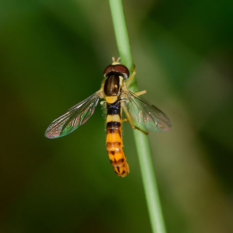 Long Hoverfly - back, Heeswijk-Dinther, Netherlands Male of this species, which is named "big long body" in dutch, since there's also a "small long body". Species in this genus are typically small, lengthy and slender, in particular the males. Another trade mark of some of the males of this species is that the patterns on their abdomen seem faint or unfinished.
https://www.jungledragon.com/image/65381/long_hoverfly_-_size_reference_heeswijk-dinther_netherlands.html
https://www.jungledragon.com/image/65382/long_hoverfly_heeswijk-dinther_netherlands.html
https://www.jungledragon.com/image/65383/long_hoverfly_-_closeup_heeswijk-dinther_netherlands.html Europe,Heeswijk-Dinther,Long hoverfly,Netherlands,Sphaerophoria scripta,World
