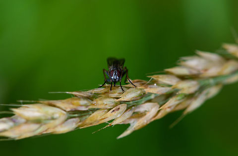 Small black fly, Heeswijk-Dinther, Netherlands Found on grass. Very small, overall black with a metallic face, red eyes. Europe,Heeswijk-Dinther,Netherlands,World