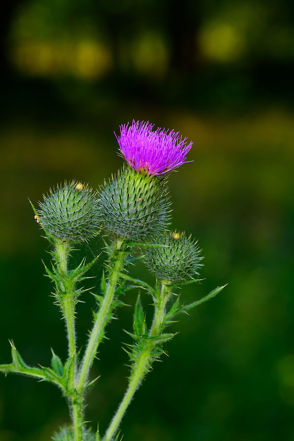 Spear Thistle flower heads, Heeswijk-Dinther, Netherlands One of a handful of thistle species found growing in the wild in the Netherlands. They are relatively large plants. They are typically identified by a few factors that include plant height, leaf patterns, hair type (straight or feathered), amount of flower heads and bulb size and shape.<br />
<figure class="photo"><a href="https://www.jungledragon.com/image/65434/spear_thistle_flower_head_heeswijk-dinther_netherlands.html" title="Spear Thistle flower head, Heeswijk-Dinther, Netherlands"><img src="https://s3.amazonaws.com/media.jungledragon.com/images/2/65434_thumb.jpg?AWSAccessKeyId=05GMT0V3GWVNE7GGM1R2&Expires=1759968010&Signature=j%2Bac54na10gxNvPpV1VBXawTmaQ%3D" width="118" height="152" alt="Spear Thistle flower head, Heeswijk-Dinther, Netherlands One of a handful of thistle species found growing in the wild in the Netherlands. They are relatively large plants. They are typically identified by a few factors that include plant height, leaf patterns, hair type (straight or feathered), amount of flower heads and bulb size and shape. <br />
https://www.jungledragon.com/image/65432/spear_thistle_flower_heads_heeswijk-dinther_netherlands.html<br />
https://www.jungledragon.com/image/65436/spear_thistle_plant_heeswijk-dinther_netherlands.html Cirsium vulgare,Europe,Heeswijk-Dinther,Netherlands,Spear Thistle,World" /></a></figure><br />
<figure class="photo"><a href="https://www.jungledragon.com/image/65436/spear_thistle_plant_heeswijk-dinther_netherlands.html" title="Spear Thistle plant, Heeswijk-Dinther, Netherlands"><img src="https://s3.amazonaws.com/media.jungledragon.com/images/2/65436_thumb.jpg?AWSAccessKeyId=05GMT0V3GWVNE7GGM1R2&Expires=1759968010&Signature=1zM9cYFUwZSvg6bUMk9DE4fonns%3D" width="200" height="172" alt="Spear Thistle plant, Heeswijk-Dinther, Netherlands One of a handful of thistle species found growing in the wild in the Netherlands. They are relatively large plants. They are typically identified by a few factors that include plant height, leaf patterns, hair type (straight or feathered), amount of flower heads and bulb size and shape. <br />
https://www.jungledragon.com/image/65432/spear_thistle_flower_heads_heeswijk-dinther_netherlands.html<br />
https://www.jungledragon.com/image/65434/spear_thistle_flower_head_heeswijk-dinther_netherlands.html Cirsium vulgare,Europe,Heeswijk-Dinther,Netherlands,Spear Thistle,World" /></a></figure> Cirsium vulgare,Europe,Heeswijk-Dinther,Netherlands,Spear Thistle,World