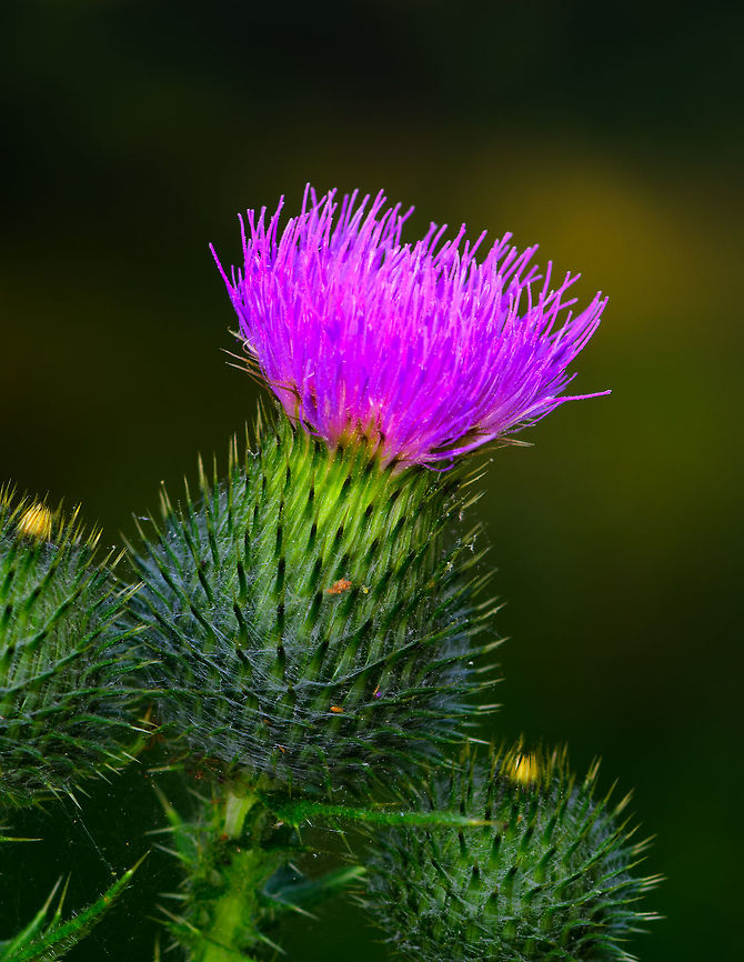 Spear Thistle flower head, Heeswijk-Dinther, Netherlands One of a handful of thistle species found growing in the wild in the Netherlands. They are relatively large plants. They are typically identified by a few factors that include plant height, leaf patterns, hair type (straight or feathered), amount of flower heads and bulb size and shape. <br />
<figure class="photo"><a href="https://www.jungledragon.com/image/65432/spear_thistle_flower_heads_heeswijk-dinther_netherlands.html" title="Spear Thistle flower heads, Heeswijk-Dinther, Netherlands"><img src="https://s3.amazonaws.com/media.jungledragon.com/images/2/65432_thumb.jpg?AWSAccessKeyId=05GMT0V3GWVNE7GGM1R2&Expires=1759968010&Signature=GvOI1M5qPggL62uSnyolm6fhDqk%3D" width="102" height="152" alt="Spear Thistle flower heads, Heeswijk-Dinther, Netherlands One of a handful of thistle species found growing in the wild in the Netherlands. They are relatively large plants. They are typically identified by a few factors that include plant height, leaf patterns, hair type (straight or feathered), amount of flower heads and bulb size and shape.<br />
https://www.jungledragon.com/image/65434/spear_thistle_flower_head_heeswijk-dinther_netherlands.html<br />
https://www.jungledragon.com/image/65436/spear_thistle_plant_heeswijk-dinther_netherlands.html Cirsium vulgare,Europe,Heeswijk-Dinther,Netherlands,Spear Thistle,World" /></a></figure><br />
<figure class="photo"><a href="https://www.jungledragon.com/image/65436/spear_thistle_plant_heeswijk-dinther_netherlands.html" title="Spear Thistle plant, Heeswijk-Dinther, Netherlands"><img src="https://s3.amazonaws.com/media.jungledragon.com/images/2/65436_thumb.jpg?AWSAccessKeyId=05GMT0V3GWVNE7GGM1R2&Expires=1759968010&Signature=1zM9cYFUwZSvg6bUMk9DE4fonns%3D" width="200" height="172" alt="Spear Thistle plant, Heeswijk-Dinther, Netherlands One of a handful of thistle species found growing in the wild in the Netherlands. They are relatively large plants. They are typically identified by a few factors that include plant height, leaf patterns, hair type (straight or feathered), amount of flower heads and bulb size and shape. <br />
https://www.jungledragon.com/image/65432/spear_thistle_flower_heads_heeswijk-dinther_netherlands.html<br />
https://www.jungledragon.com/image/65434/spear_thistle_flower_head_heeswijk-dinther_netherlands.html Cirsium vulgare,Europe,Heeswijk-Dinther,Netherlands,Spear Thistle,World" /></a></figure> Cirsium vulgare,Europe,Heeswijk-Dinther,Netherlands,Spear Thistle,World