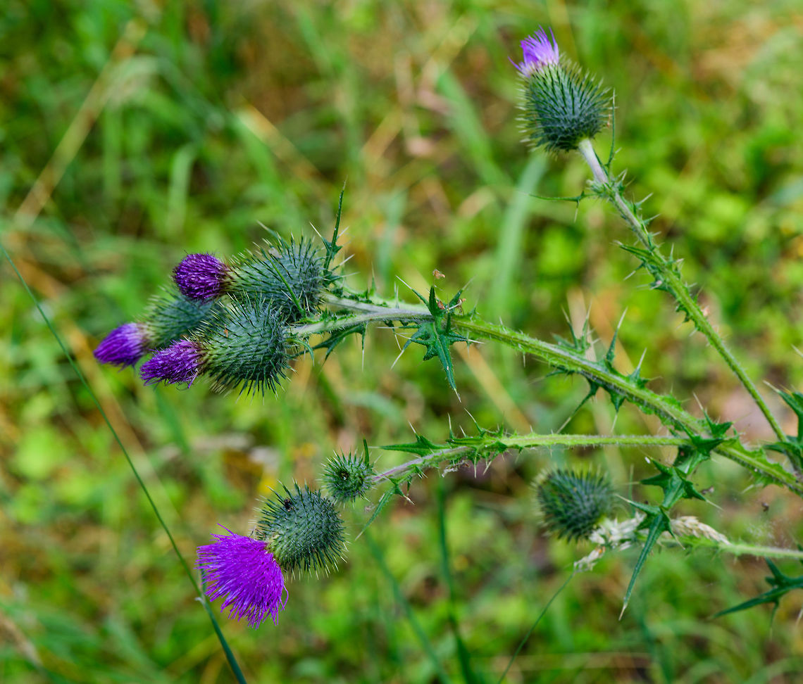 Spear Thistle plant, Heeswijk-Dinther, Netherlands One of a handful of thistle species found growing in the wild in the Netherlands. They are relatively large plants. They are typically identified by a few factors that include plant height, leaf patterns, hair type (straight or feathered), amount of flower heads and bulb size and shape. <br />
<figure class="photo"><a href="https://www.jungledragon.com/image/65432/spear_thistle_flower_heads_heeswijk-dinther_netherlands.html" title="Spear Thistle flower heads, Heeswijk-Dinther, Netherlands"><img src="https://s3.amazonaws.com/media.jungledragon.com/images/2/65432_thumb.jpg?AWSAccessKeyId=05GMT0V3GWVNE7GGM1R2&Expires=1759968010&Signature=GvOI1M5qPggL62uSnyolm6fhDqk%3D" width="102" height="152" alt="Spear Thistle flower heads, Heeswijk-Dinther, Netherlands One of a handful of thistle species found growing in the wild in the Netherlands. They are relatively large plants. They are typically identified by a few factors that include plant height, leaf patterns, hair type (straight or feathered), amount of flower heads and bulb size and shape.<br />
https://www.jungledragon.com/image/65434/spear_thistle_flower_head_heeswijk-dinther_netherlands.html<br />
https://www.jungledragon.com/image/65436/spear_thistle_plant_heeswijk-dinther_netherlands.html Cirsium vulgare,Europe,Heeswijk-Dinther,Netherlands,Spear Thistle,World" /></a></figure><br />
<figure class="photo"><a href="https://www.jungledragon.com/image/65434/spear_thistle_flower_head_heeswijk-dinther_netherlands.html" title="Spear Thistle flower head, Heeswijk-Dinther, Netherlands"><img src="https://s3.amazonaws.com/media.jungledragon.com/images/2/65434_thumb.jpg?AWSAccessKeyId=05GMT0V3GWVNE7GGM1R2&Expires=1759968010&Signature=j%2Bac54na10gxNvPpV1VBXawTmaQ%3D" width="118" height="152" alt="Spear Thistle flower head, Heeswijk-Dinther, Netherlands One of a handful of thistle species found growing in the wild in the Netherlands. They are relatively large plants. They are typically identified by a few factors that include plant height, leaf patterns, hair type (straight or feathered), amount of flower heads and bulb size and shape. <br />
https://www.jungledragon.com/image/65432/spear_thistle_flower_heads_heeswijk-dinther_netherlands.html<br />
https://www.jungledragon.com/image/65436/spear_thistle_plant_heeswijk-dinther_netherlands.html Cirsium vulgare,Europe,Heeswijk-Dinther,Netherlands,Spear Thistle,World" /></a></figure> Cirsium vulgare,Europe,Heeswijk-Dinther,Netherlands,Spear Thistle,World