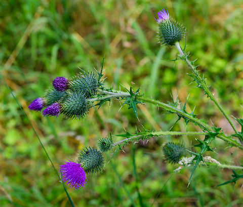 Spear Thistle plant, Heeswijk-Dinther, Netherlands One of a handful of thistle species found growing in the wild in the Netherlands. They are relatively large plants. They are typically identified by a few factors that include plant height, leaf patterns, hair type (straight or feathered), amount of flower heads and bulb size and shape. 
https://www.jungledragon.com/image/65432/spear_thistle_flower_heads_heeswijk-dinther_netherlands.html
https://www.jungledragon.com/image/65434/spear_thistle_flower_head_heeswijk-dinther_netherlands.html Cirsium vulgare,Europe,Heeswijk-Dinther,Netherlands,Spear Thistle,World