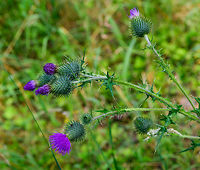 Spear Thistle plant, Heeswijk-Dinther, Netherlands One of a handful of thistle species found growing in the wild in the Netherlands. They are relatively large plants. They are typically identified by a few factors that include plant height, leaf patterns, hair type (straight or feathered), amount of flower heads and bulb size and shape. <br />
https://www.jungledragon.com/image/65432/spear_thistle_flower_heads_heeswijk-dinther_netherlands.html<br />
https://www.jungledragon.com/image/65434/spear_thistle_flower_head_heeswijk-dinther_netherlands.html Cirsium vulgare,Europe,Heeswijk-Dinther,Netherlands,Spear Thistle,World