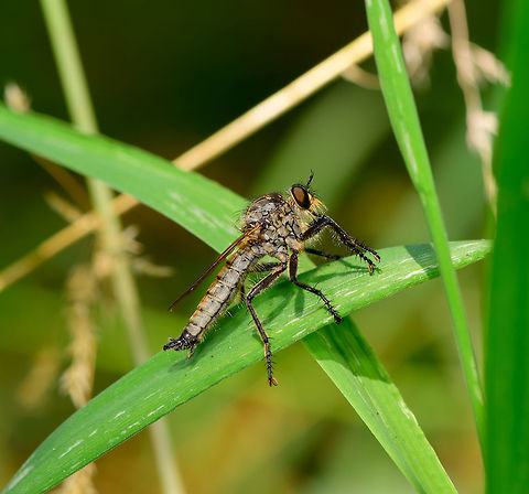 Eutolmus rufibarbis, Heeswijk-Dinther, Netherlands Found on grass on a hot day in a mixed forest. Preliminary identification based on color of legs, overall hair on body, shape of genitalia, hair on thorax. 
https://www.jungledragon.com/image/65504/dune_robberfly_on_grass_heeswijk-dinther_netherlands.html
https://www.jungledragon.com/image/65505/dune_robberfly_closeup_heeswijk-dinther_netherlands.html Europe,Eutolmus rufibarbis,Heeswijk-Dinther,Netherlands,World