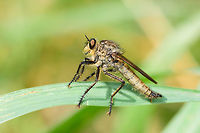 Eutolmus rufibarbisy on grass, Heeswijk-Dinther, Netherlands Found on grass on a hot day in a mixed forest. Preliminary identification based on color of legs, overall hair on body, shape of genitalia, hair on thorax. <br />
https://www.jungledragon.com/image/65503/dune_robberfly_heeswijk-dinther_netherlands.html Europe,Eutolmus rufibarbis,Heeswijk-Dinther,Netherlands,World