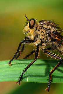 Eutolmus rufibarbis closeup, Heeswijk-Dinther, Netherlands Found on grass on a hot day in a mixed forest. Preliminary identification based on color of legs, overall hair on body, shape of genitalia, hair on thorax.
https://www.jungledragon.com/image/65503/dune_robberfly_heeswijk-dinther_netherlands.html
https://www.jungledragon.com/image/65504/dune_robberfly_on_grass_heeswijk-dinther_netherlands.html Europe,Heeswijk-Dinther,Netherlands,Philonicus albiceps,World