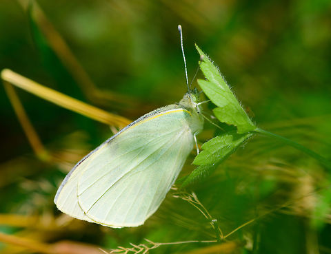 Large (Cabbage) White, Heeswijk-Dinther, Netherlands Interesting fact about this species is that it has multiple generations per year where its appearance differs per generation. For example, the female has two clear black dots on the wings as part of the first generation, yet in the second generation it's more like a black band.  Europe,Heeswijk-Dinther,Large white,Netherlands,Pieris brassicae,World