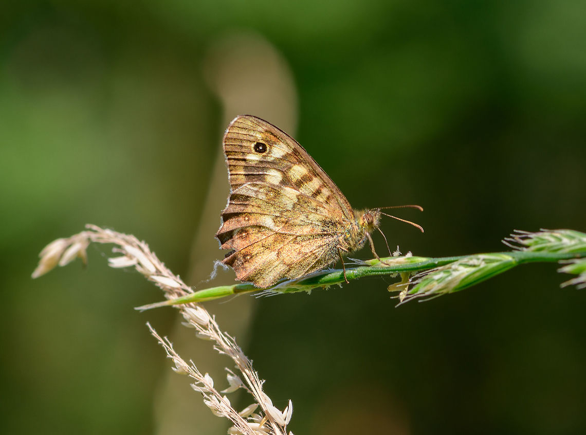 Speckled Wood (Pararge aegeria tircis), Heeswijk-Dinther, Netherlands One of the most common butterflies in the Netherlands, since it has 3 generations per year, it can be seen from March to November. This is likely the Pararge aegeria tircis sub species, the northern counterpart of the main species, where the sub species is a bit more faint in term of color. <br />
My guess is that this is the male, as they are known to be very territorial, positioning themselves on a high sunny spot to fend of any competitors. Europe,Heeswijk-Dinther,Netherlands,Pararge aegeria,Speckled Wood,World