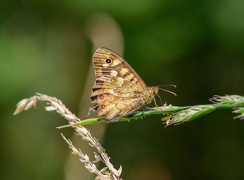 Speckled Wood (Pararge aegeria tircis), Heeswijk-Dinther, Netherlands One of the most common butterflies in the Netherlands, since it has 3 generations per year, it can be seen from March to November. This is likely the Pararge aegeria tircis sub species, the northern counterpart of the main species, where the sub species is a bit more faint in term of color. 
My guess is that this is the male, as they are known to be very territorial, positioning themselves on a high sunny spot to fend of any competitors. Europe,Heeswijk-Dinther,Netherlands,Pararge aegeria,Speckled Wood,World