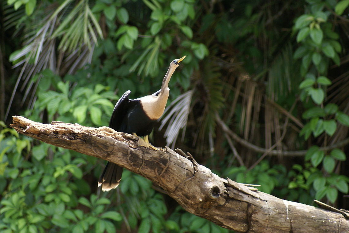 Anhinga ready for takeoff Anhinga about to launch itself into flight from a dead tree in a river of Costa Rica. Anhinga,Anhinga anhinga,Birds,Costa Rica,Darter,Water Turkey