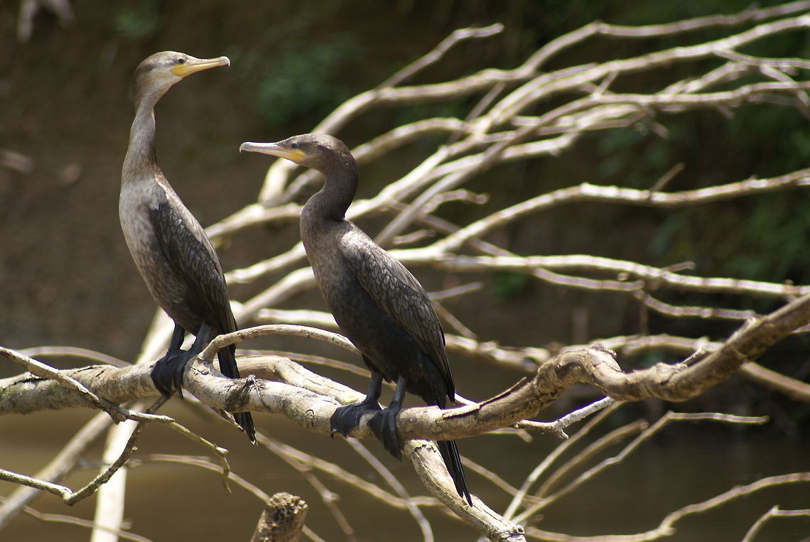 Wet birds drying in the sun Two wet birds in Costa Rica bath in the sun after bathing in the waters. Birds,Costa Rica,Neotropic Cormorant,Phalacrocorax brasilianus