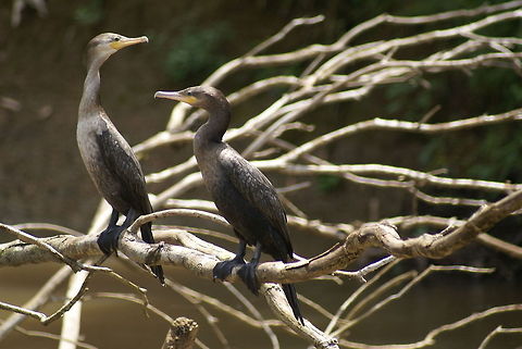 Wet birds drying in the sun Two wet birds in Costa Rica bath in the sun after bathing in the waters. Birds,Costa Rica,Neotropic Cormorant,Phalacrocorax brasilianus