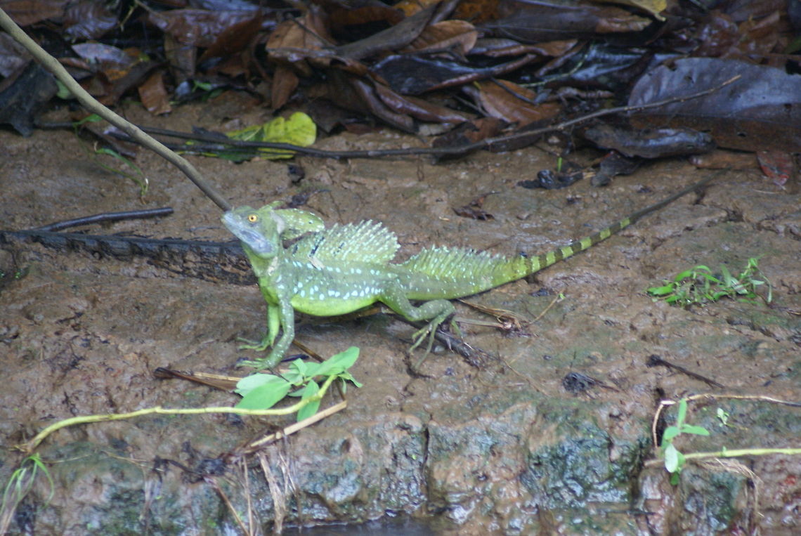 Emerald Basilisk Also callled &quot;Jesus Christ lizard&quot;, probably because it can actually walk on water. Costa Rica,Emerald Basilisk,Jesus Christ Lizard,Lizard,Squamata