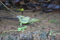 Emerald Basilisk Also callled "Jesus Christ lizard", probably because it can actually walk on water. Costa Rica,Emerald Basilisk,Jesus Christ Lizard,Lizard,Squamata
