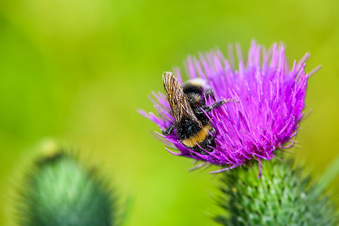 Bee on Spear Thistle, Heeswijk-Dinther, Netherlands Unsure about the species of bee, sorry. Europe,Heeswijk-Dinther,Netherlands,World