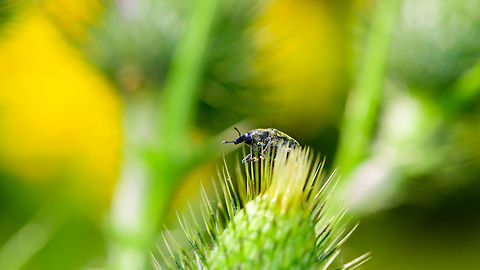 Larinus planus on Spear Thistle, Heeswijk-Dinther, Netherlands Named "Wooly Thistle Snout Beetle" in dutch, referring to its strong relation with several thistle species as its host plant.
https://www.jungledragon.com/image/65824/larinus_planus_on_spear_thistle_-_ii_heeswijk-dinther_netherlands.html Europe,Heeswijk-Dinther,Larinus planus,Netherlands,World