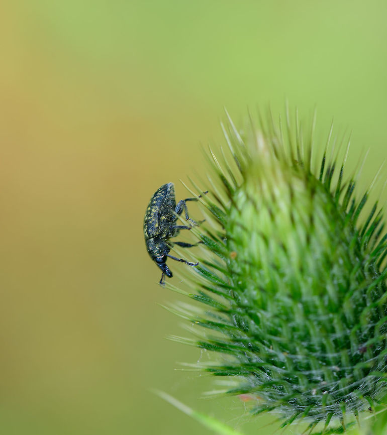 Larinus planus on Spear Thistle - II, Heeswijk-Dinther, Netherlands Named &quot;Wooly Thistle Snout Beetle&quot; in dutch, referring to its strong relation with several thistle species as its host plant. <br />
<figure class="photo"><a href="https://www.jungledragon.com/image/65823/larinus_planus_on_spear_thistle_heeswijk-dinther_netherlands.html" title="Larinus planus on Spear Thistle, Heeswijk-Dinther, Netherlands"><img src="https://s3.amazonaws.com/media.jungledragon.com/images/2/65823_thumb.jpg?AWSAccessKeyId=05GMT0V3GWVNE7GGM1R2&Expires=1759968010&Signature=70xj0WAtQXGoKk%2Bp1psWE3n1Rs8%3D" width="200" height="114" alt="Larinus planus on Spear Thistle, Heeswijk-Dinther, Netherlands Named &quot;Wooly Thistle Snout Beetle&quot; in dutch, referring to its strong relation with several thistle species as its host plant.<br />
https://www.jungledragon.com/image/65824/larinus_planus_on_spear_thistle_-_ii_heeswijk-dinther_netherlands.html Europe,Heeswijk-Dinther,Larinus planus,Netherlands,World" /></a></figure> Europe,Heeswijk-Dinther,Larinus planus,Netherlands,World