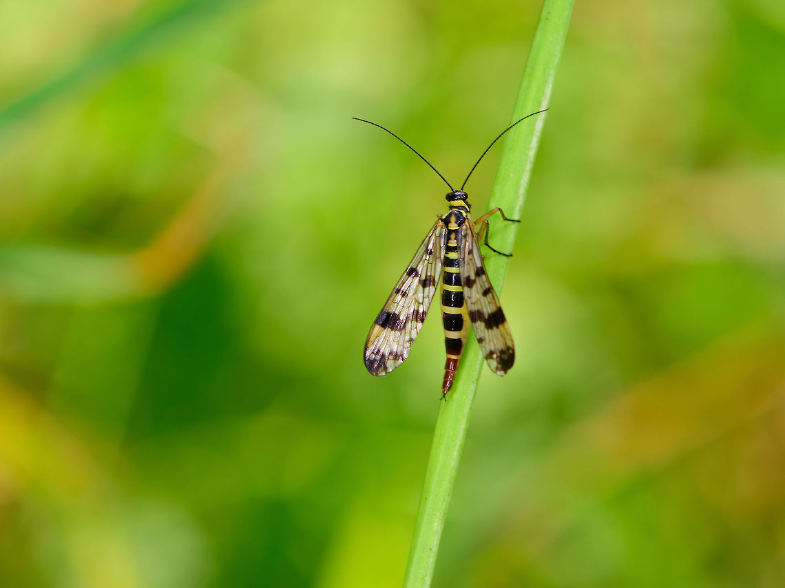 Female Meadow Scorpionfly, Heeswijk-Dinther, Netherlands  Europe,Heeswijk-Dinther,Meadow Scorpionfly,Netherlands,Panorpa vulgaris,World