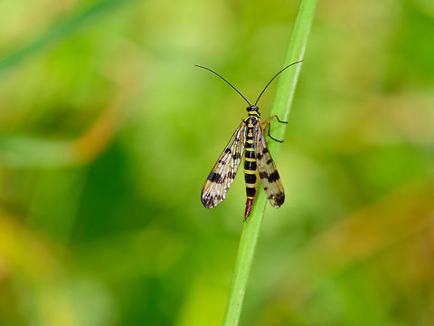 Female Meadow Scorpionfly, Heeswijk-Dinther, Netherlands  Europe,Heeswijk-Dinther,Meadow Scorpionfly,Netherlands,Panorpa vulgaris,World