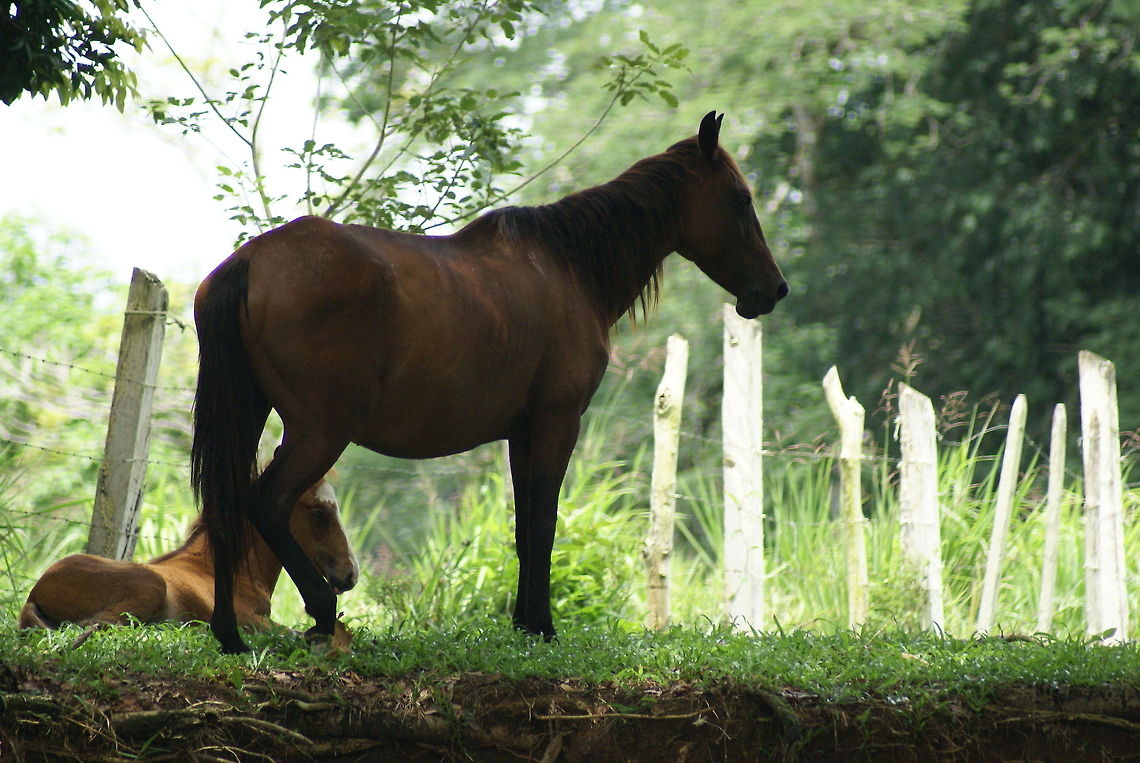 Costa Rican horses Kind of strange to see such a "common" animal in the wildlife hotspot that is Costa Rica, but hey, nature is nature. Costa Rica,Domestic horse,Equus ferus caballus,Horse
